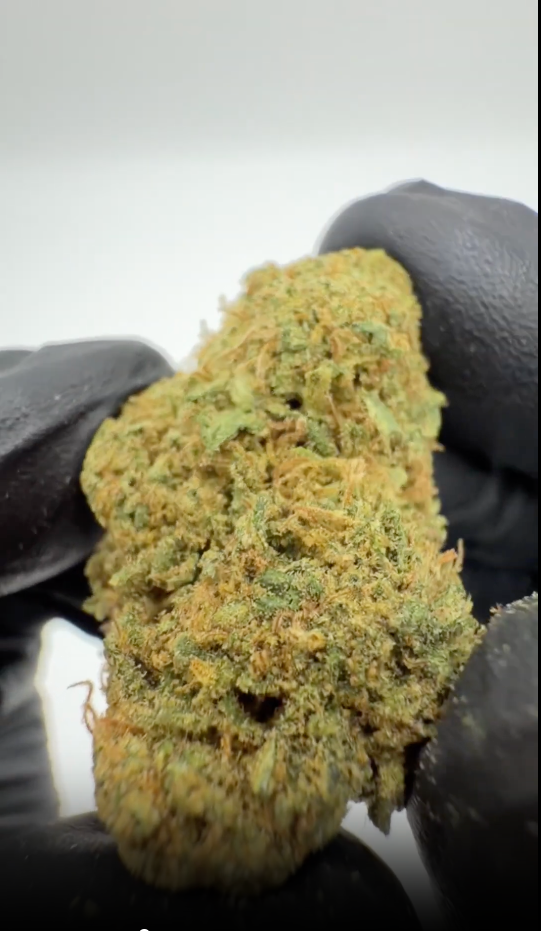 Rollz Gelonade CBD indoor dried flower purple doypack with premium buds in front on a clean white background